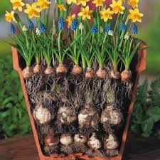 Our Suggestions For A Bulb Lasagne Bottom Layer Can Consist Of Daffodils Alliums Middle Layer Can Consist Of Fall Bulb Planting Planting Bulbs Garden Bulbs