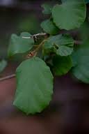 Image result for Cordia monoica
