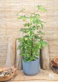 Image result for Schefflera