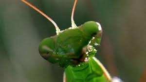 Praying mantis eating a cricket? What To Know For Praying Mantis Mating Season