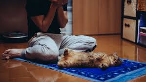 Lord i know that i am your child and as such you hold me higher than the angels and the animals that you have created. Islam S And The Quran S View Of Animal Welfare