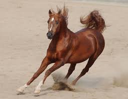 العبارات المُستخدمة على نطاق واسع. Ù…ÙˆØ§ØµÙØ§Øª Ø§Ù„Ø®ÙŠÙ„ Ø§Ù„Ø¹Ø±Ø¨ÙŠ Ø§Ù„Ø£ØµÙŠÙ„ Ø§Ø³ØªÙ…ØªØ¹ Ø¨Ø±ÙŠØ§Ø¶Ø© Ø§Ù„Ù…Ù„ÙˆÙƒ ÙˆØ§Ù„Ø£Ù…Ø±Ø§Ø¡ ØµÙˆØ± Ù…ÙˆÙ‚Ø¹ Ø³ÙŠØ¯ÙŠ