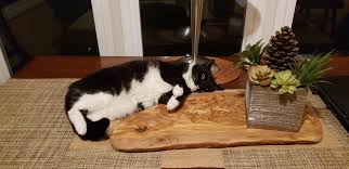 Mittens On The Dinner Table Funny Cat Memes Cute Cats Cat Memes