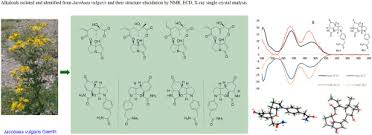 Image result for Solanecio sp.no.1