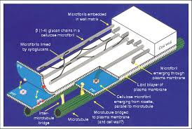 Maybe you would like to learn more about one of these? Pdf Progress In Understanding The Role Of Microtubules In Plant Cells Semantic Scholar