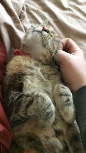 Proper Handling Keeps A Cat Happy Cats Cat Training Dog Cat