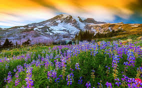 Sabtu, 19 desember 2020 add comment edit. Musim Semi Yang Indah Pemandangan Alam Bunga Gunung Paradise Mt Rainier Spring 728x455 Download Hd Wallpaper Wallpapertip