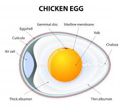 Identifying a fertilized egg from the inside. What Is A Fertilized Chicken Egg My Pet Chicken