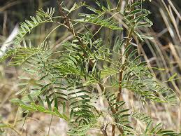 Image result for Prosopis glandulosa