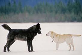 His Dog Ran To Meet A Wild Wolf And He Could Have Never Guessed What Would Happen Next Wolf Dog Wild Wolf Animals Friendship