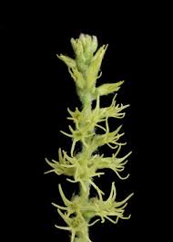 Image result for Holothrix papillosa