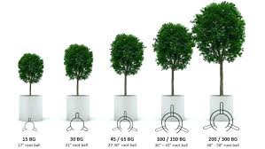 plant pot sizes thehumancondition info