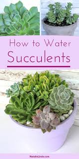 This speciiman is being used in the planter boxex outside shop for cactus art from the world's greatest living artists. How To Water Succulents The Right Way Natalie Linda Succulent Garden Diy How To Water Succulents Succulents