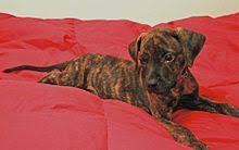 Blackmouth Cur With A Brindle Coat Black Mouth Cur Dog Black Mouth Cur Catahoula Leopard Dog