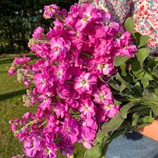 Image result for Matthiola