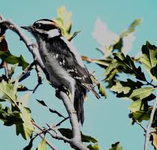Stevens Creek County Park (FallWinter): The Early Bird Catches the Worm,  Acorn, and Toyon Berry! — Santa Clara Valley Bird Alliance