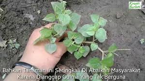 Tanaman Sirih Cina Ketumpang Air Obat Asam Urat Enak Dan Menyehatkan Tanaman Tanaman Obat Kebun Herbal