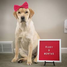 25 Reasons Why Labradors Are The Cutest Dogs In The Universe Cute Dogs Cute Dogs And Puppies Cute Dog Pictures