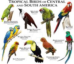 Birds Of North America Poster Amazon 403 Forbidden Tropical Birds Pet Birds Animals