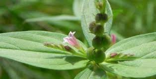 Canela E Gengibre Para Que Serve Para Que Serve O Cha Da Erva Lombrigueira Spigelia Anthelmia Ervas Cha De Canela Cha