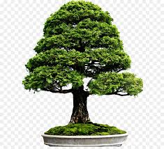 We did not find results for: Bonsai Tree
