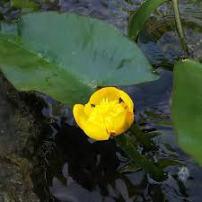 水明流 meisui mizuno instagram photos and videos in 2021 plant leaves water lilies instagram