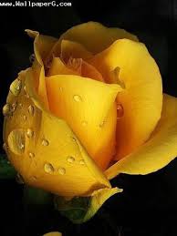 Download Yellow Rose Rose Day Wallpapers For Your Mobile Cell Phone Yellow Roses Rose Day Wallpaper Amazing Flowers