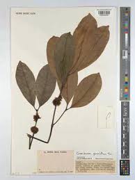 Image result for Cassipourea gummiflua