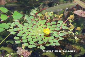 Image result for Ludwigia adscendens