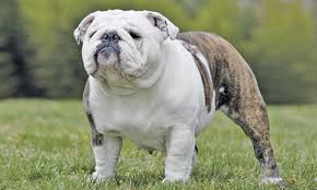 Currently the bulldog breed standard does not recognize black, black tri, blue, blue tri, chocolate, chocolate tri, lilac, or lilac tri as desirable colors. Bulldog Health Screenings And Tests Program Purina Pro Club