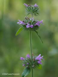 Image result for Clinopodium uhligii