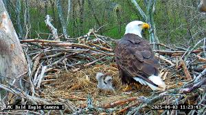 Eagle Cam Report: 3 Active Nests, 4 Growing Eaglets! – PixCams, Inc.