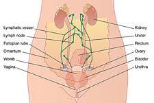 So, the stomach is positioned to the left of the body in the abdomen. Female Abdominal Anatomy Artwork Stock Image C009 6568 Science Photo Library