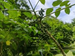 Image result for Brucea antidysenterica