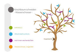 Jungen kirschbaum schneiden auch ein junger kirschbaum muss geschnitten werden. Kirschbaum Schneiden Bebilderte Anleitung Fur Den Kirschbaumschnitt Kirschbaum Schneiden Pflanzen Kirschbaum