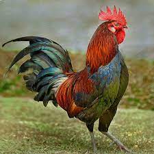 A male that has been castrated is a capon. 50 Ayam Ideas Rooster Chicken Art Rooster Art