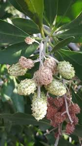 Image result for Conocarpus erectus
