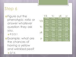 Using the punnett square in term #24 answer the following questions. How To Make A Punnett Square Ppt Video Online Download