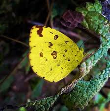 Image result for Pouzolzia mixta