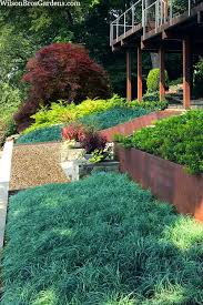 Image result for Carex