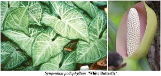 Image result for Synsepalum muelleri