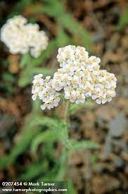 Yarrow Combines Well With Peppermint Elder Flower And Ginger As A Diaphoretic For Treating Colds Achillea Millefolium Drought Resistant Plants Yarrow Flower