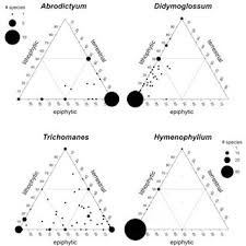 Image result for Abrodictyum