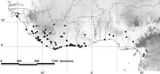 Image result for Viridivia suberosa