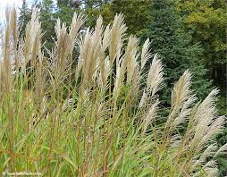 Check spelling or type a new query. Miscanthus Sinensis New Hybrids Img 0661 Susan S In The Garden