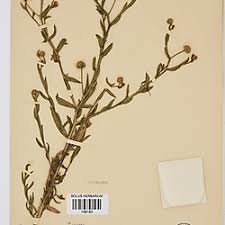 Image result for Sphaeranthus peduncularis