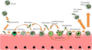 Cryptosporidium symptoms appear between 1 and 12 days (usually 7 days) after becoming infected. Past And Future Trends Of Cryptosporidium In Vitro Research Sciencedirect