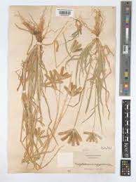 Image result for Dactyloctenium giganteum