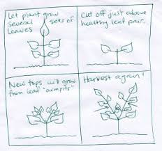 Harvest Preserve And Use Those Herbs Harvesting Herbs Herbs Harvest