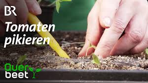 Wann sollte man tomaten pikieren? Querbeet Tomaten Pikieren Facebook